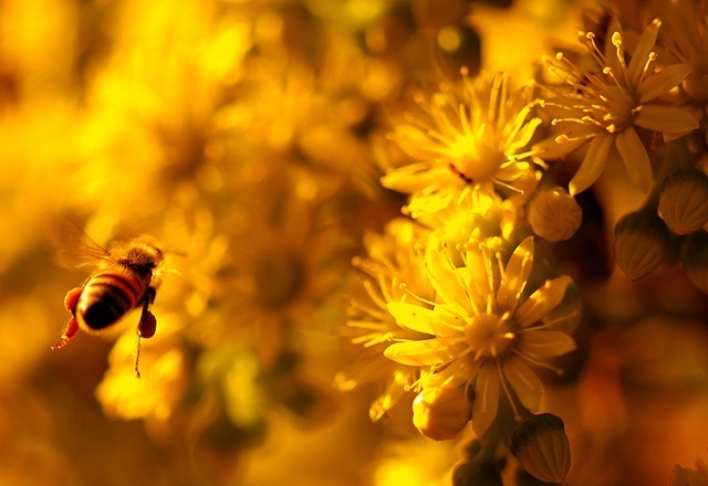 Les abeilles ouvrières ont un double emploi grâce à leur réversibilité épigénétique.
