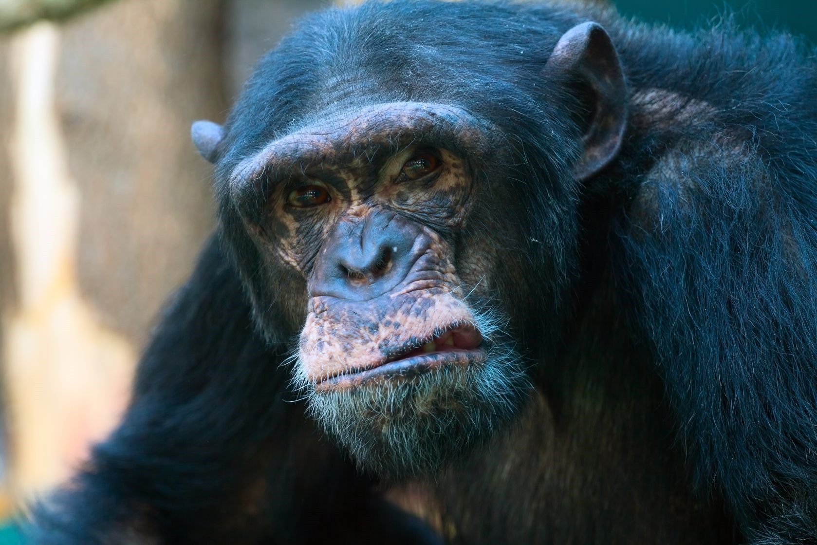 Les humains ne seraient pas à l’origine des cas de meurtres entre chimpanzés