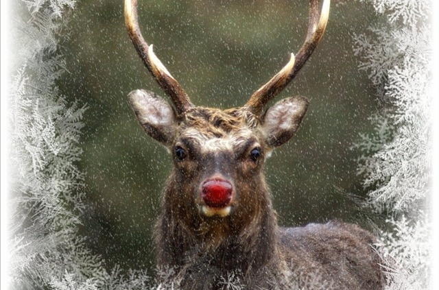 Pourquoi les rennes du Père Noël ont-ils le nez rouge ?