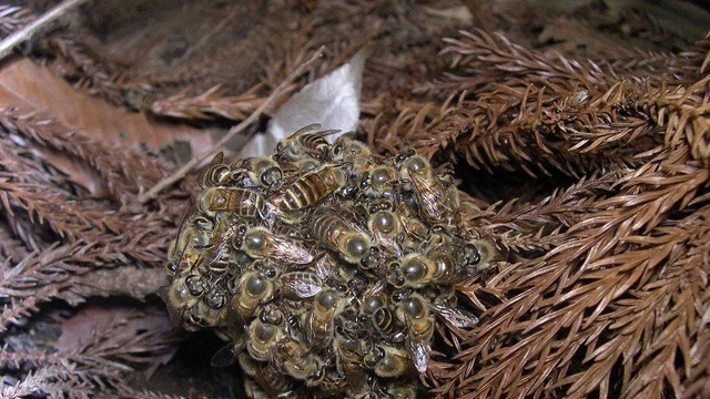 Pour tuer un prédateur, les abeilles japonaises l’entourent dans une boule surchauffée. (Vidéo)