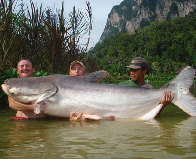 Nouveau record : le plus gros poisson-chat géant.
