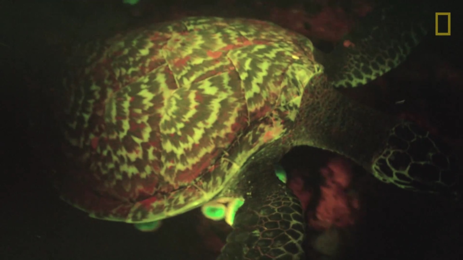 Cette rutilante tortue représente le premier cas de fluorescence naturelle chez un reptile