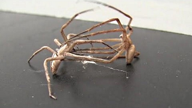 Certaines araignées mâles pratiquent le bondage pour leur survie