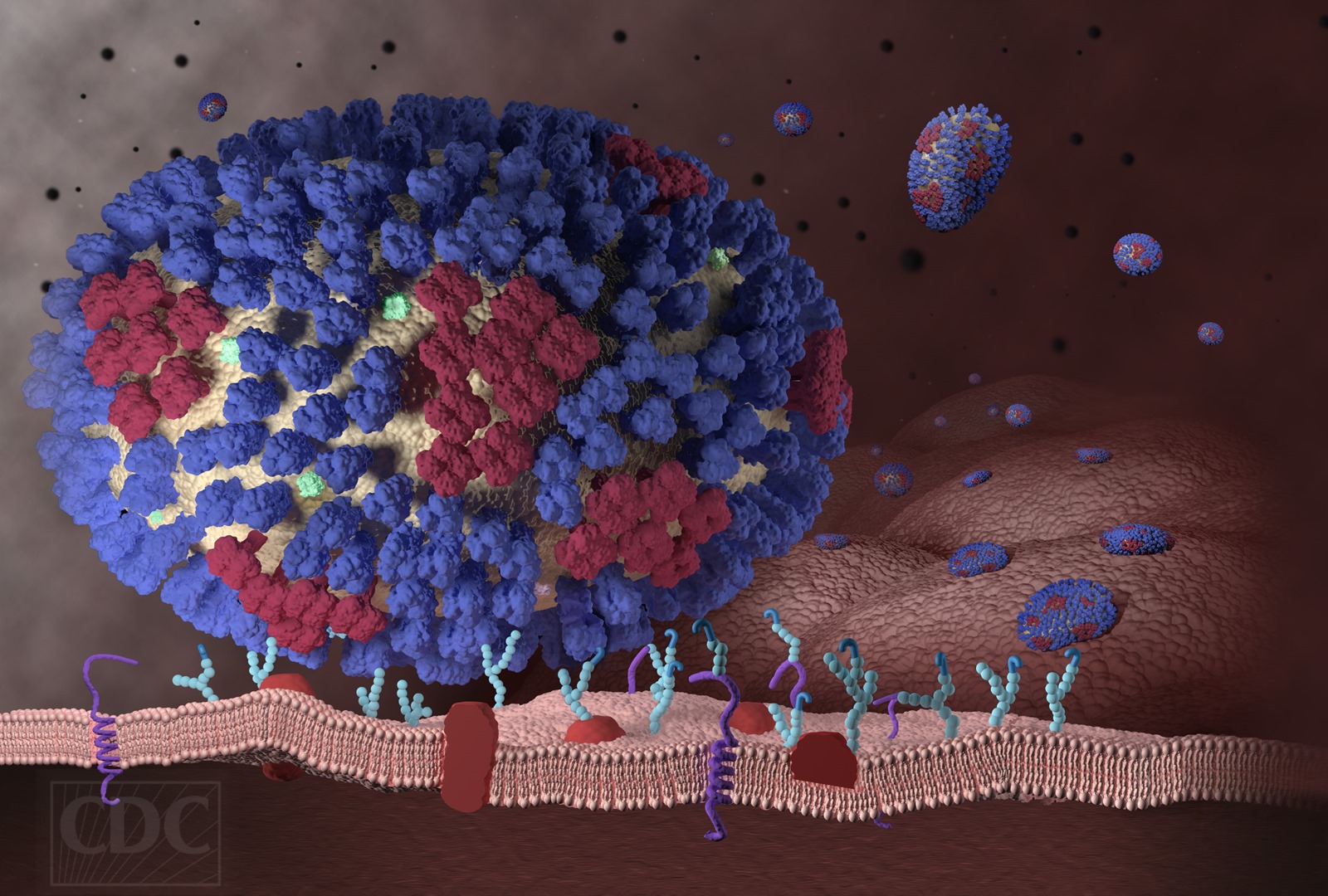 Comment le virus de la grippe insère son ADN dans nos cellules