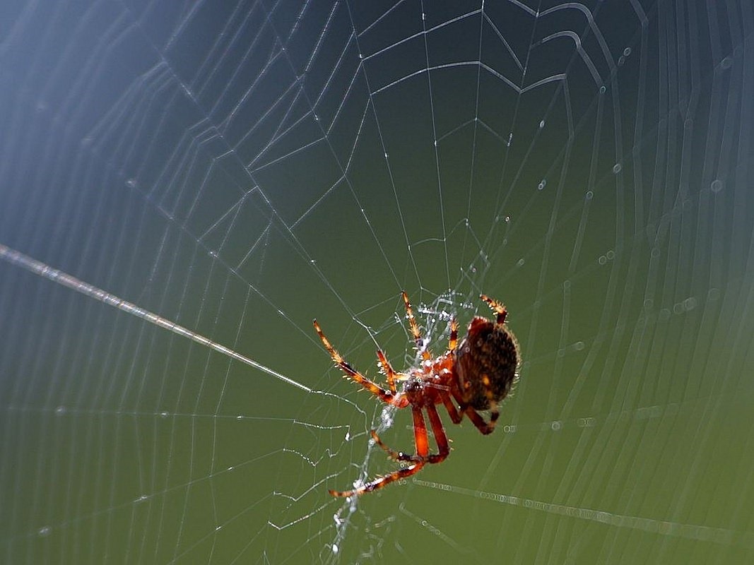 Les araignées accordent les fils de leur toile pour en retirer le maximum d’informations