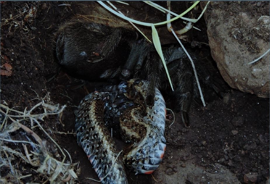 Premier cas documenté d’une mygale mangeant un serpent dans la nature