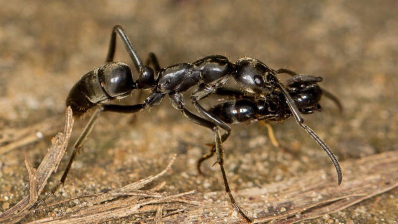 Le comportement jamais encore observé de fourmis blessées sur un champ de bataille récupérées et transportées jusqu’à la fourmilière par leurs congénères