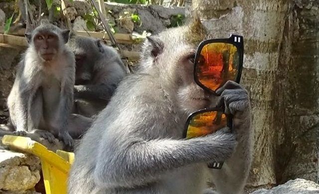 Comment les macaques à Bali en sont venus à racketter les humains ?