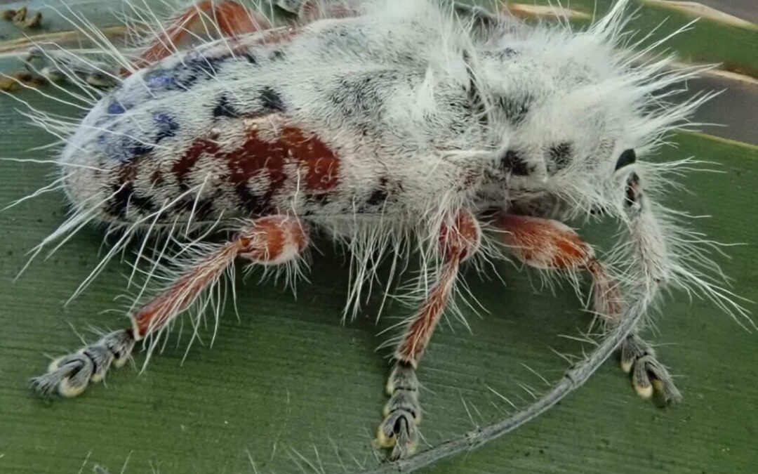 Découverte en Australie de ce qui pourrait être le plus velu des coléoptères