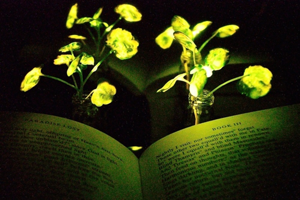 Des chercheurs se sont inspirés des lucioles pour tenter de transformer nos plantes d’intérieur en lampes de bureau
