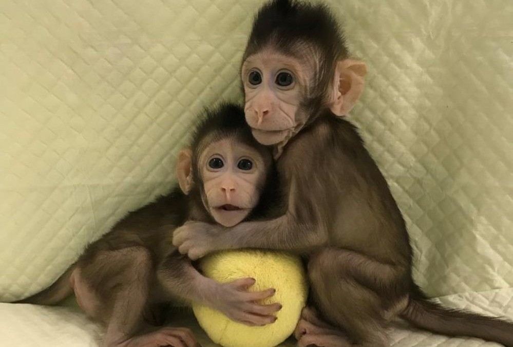 Pour la première fois, des scientifiques ont réussi à cloner des primates