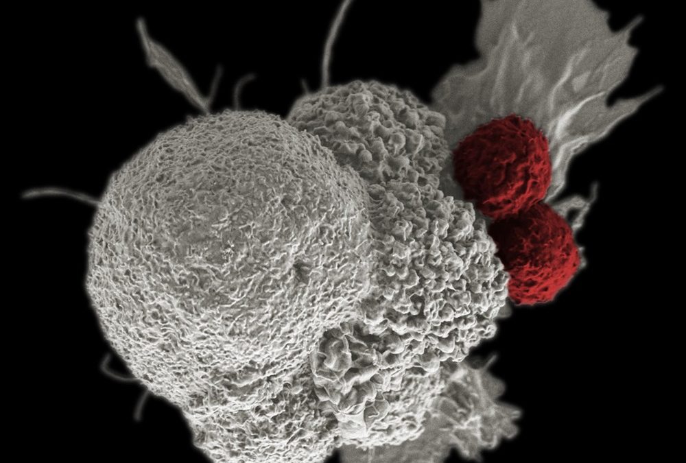 Un potentiel vaccin utilise des cellules souches pour former le système immunitaire à reconnaître les cancers
