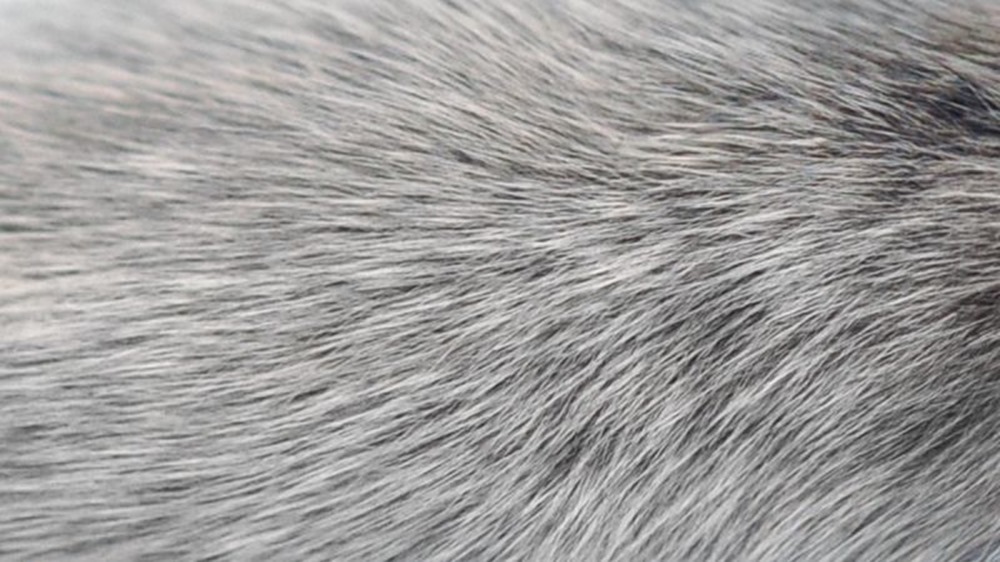 L’apparition de cheveux gris serait liée à l’activation du système immunitaire… au moins chez la souris