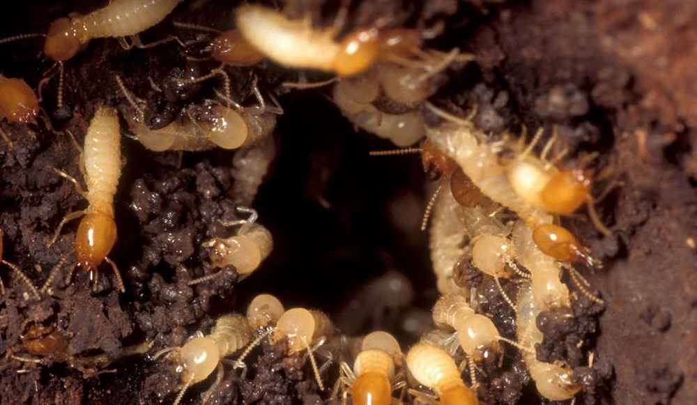 Les colonies de termites n’ont apparemment plus besoin des mâles pour prospérer
