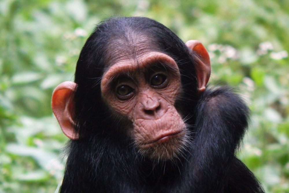 La stratégie des femelles chimpanzés pour protéger leurs petits de l’infanticide
