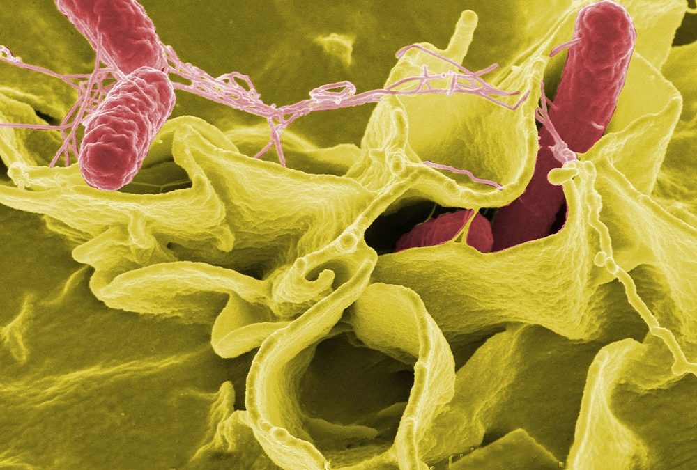 Des scientifiques utilisent des salmonelles modifiées pour introduire en douce des particules dans une tumeur