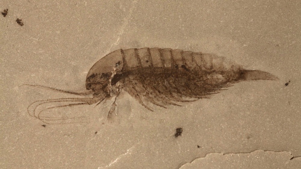 Des scientifiques ont découvert une incroyable collection de précieux fossiles marins en Chine