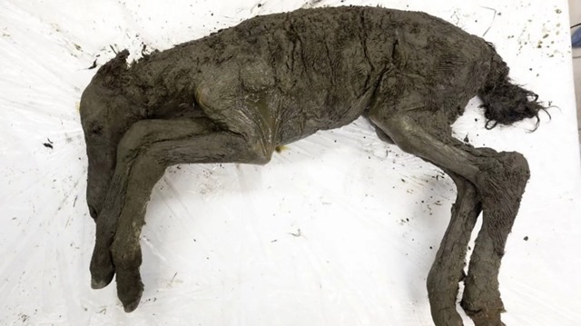 Des scientifiques prévoient de cloner un cheval disparu à l’aide de sang vieux de 42 000 ans