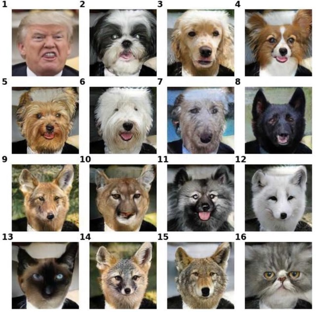 Une intelligence artificielle transforme le sujet d’une photo en divers animaux