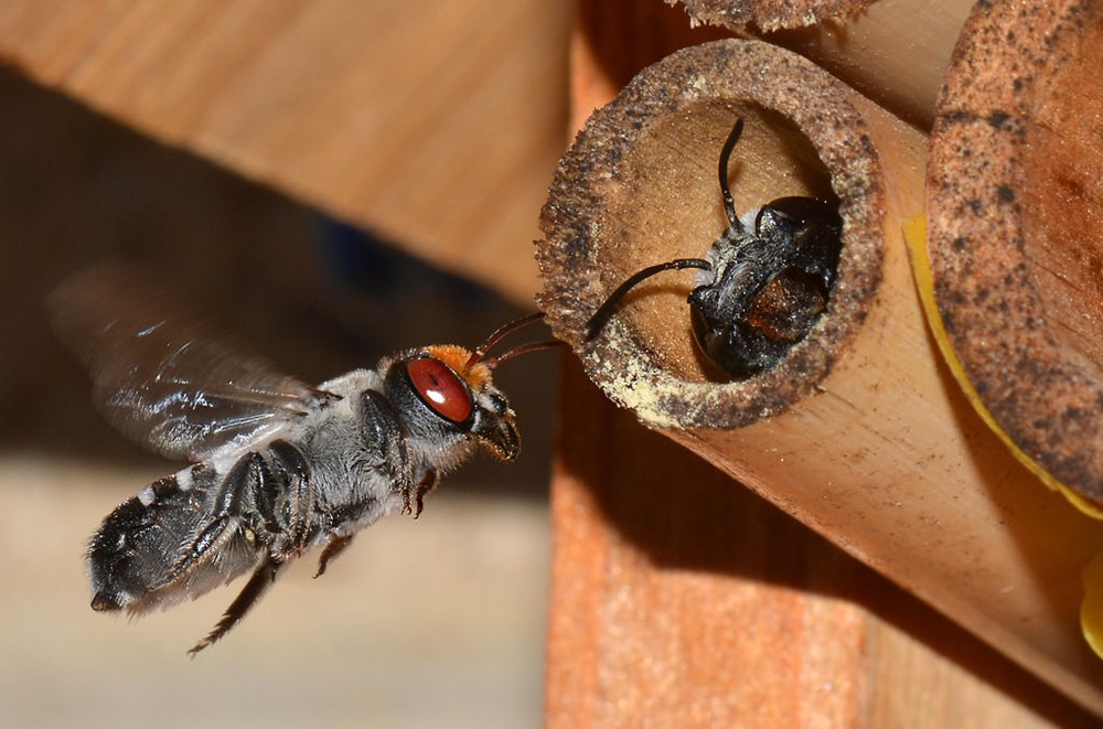 Des abeilles solitaires construisent leur nid à partir de déchets plastiques