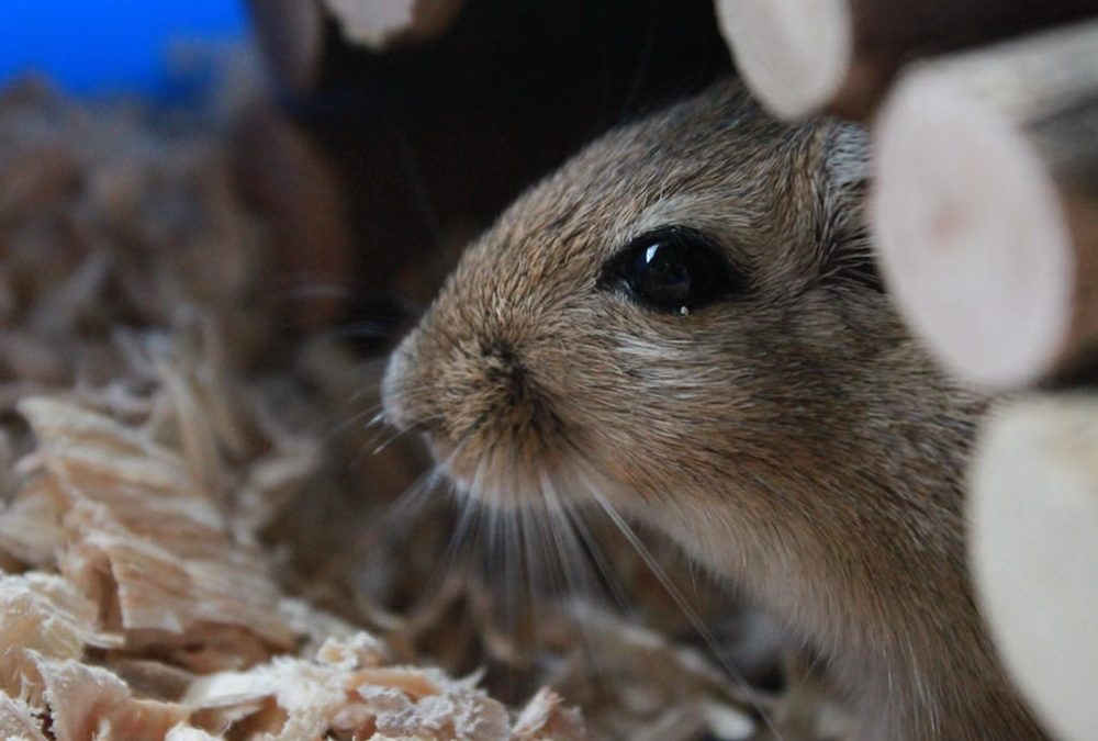 Des chercheurs ont prolongé la vie de vieilles souris en utilisant le sang de jeunes souris