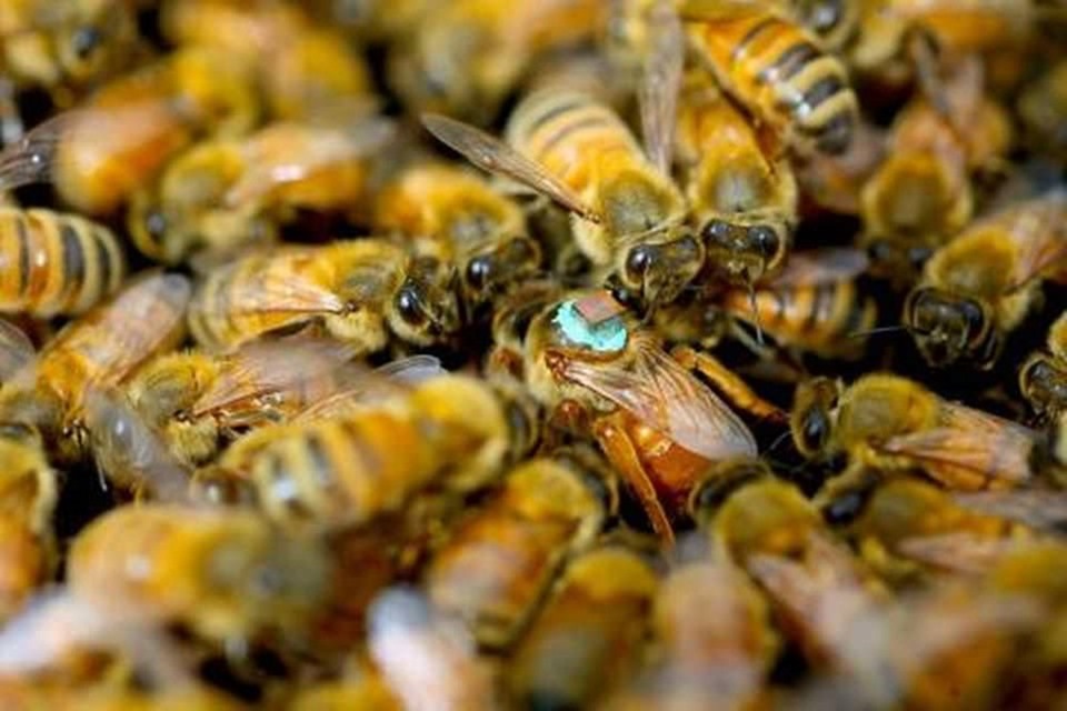 Le sperme des abeilles aveugle temporairement les reines pour qu’elles n’aillent pas voir ailleurs…