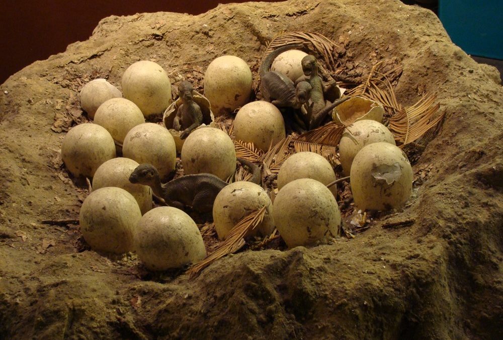 Des coquilles d’œufs fossiles suggèrent que tous les dinosaures auraient eu le sang chaud