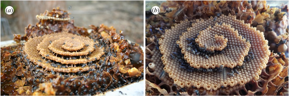 La formation de ces curieux nids d’abeilles en spirales est similaire à celle de cristaux