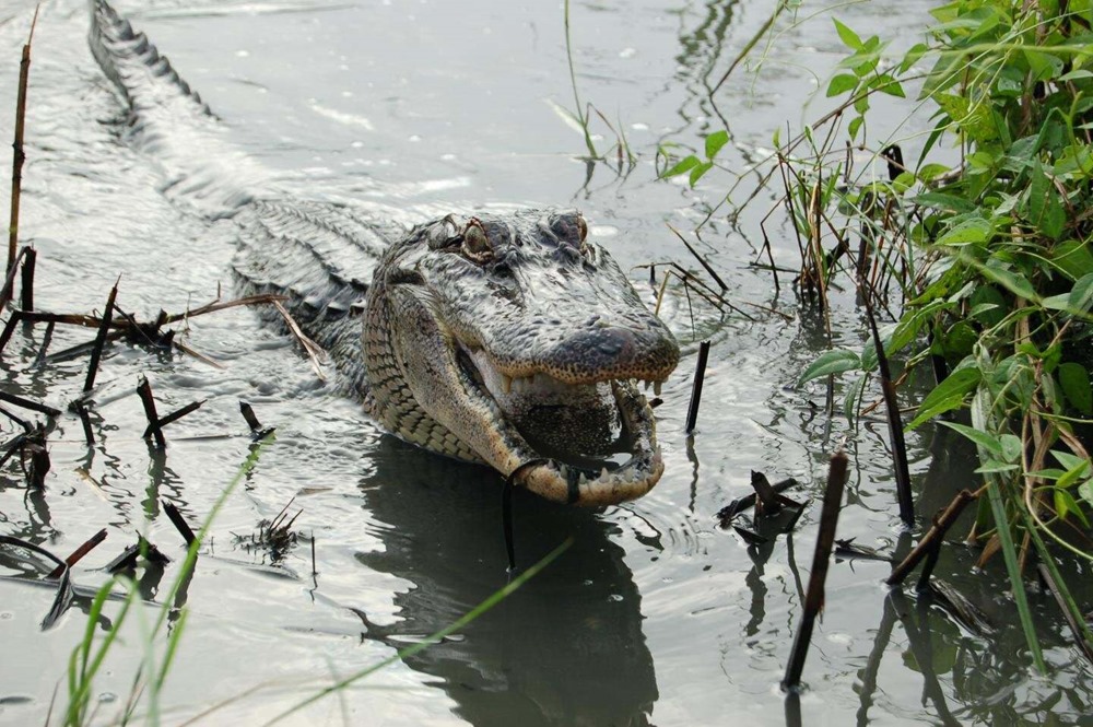 Les jeunes alligators peuvent régénérer leur queue coupée