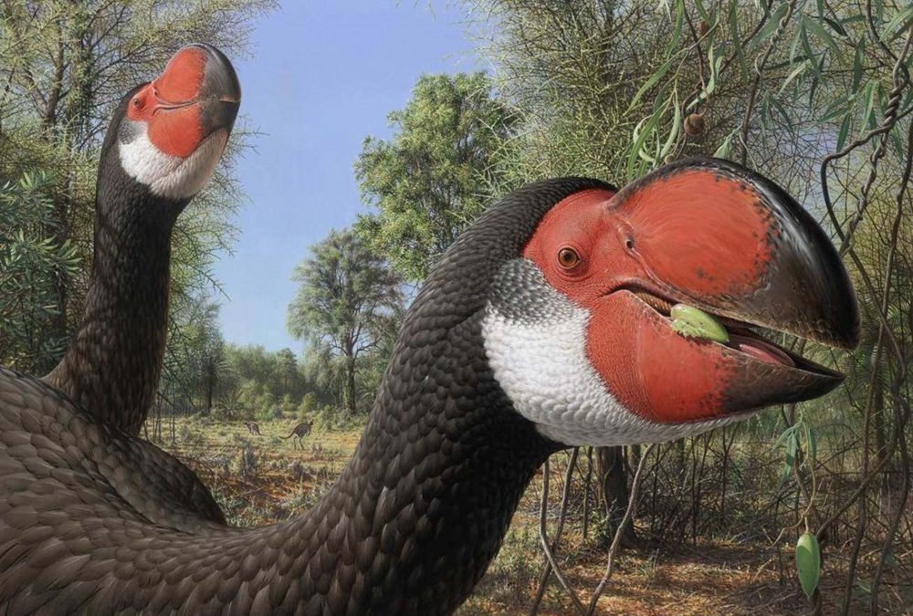 Incapable de voler, un très grand oiseau australien représentait une "expérience extrême de l’évolution"