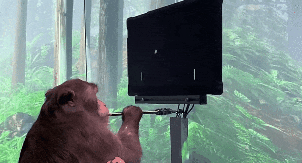 Neuralink : un singe utilise un implant cérébral pour jouer à un tennis de table virtuel