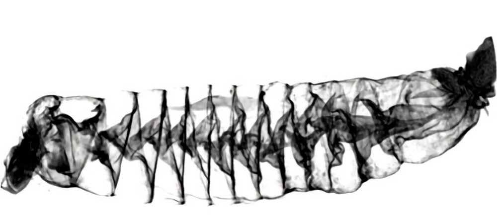 Des images 3D d’intestins de requins révèlent leur fonctionnement
