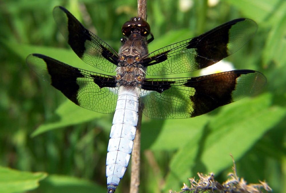 Le changement climatique pourrait rendre les libellules mâles de moins en moins attirantes