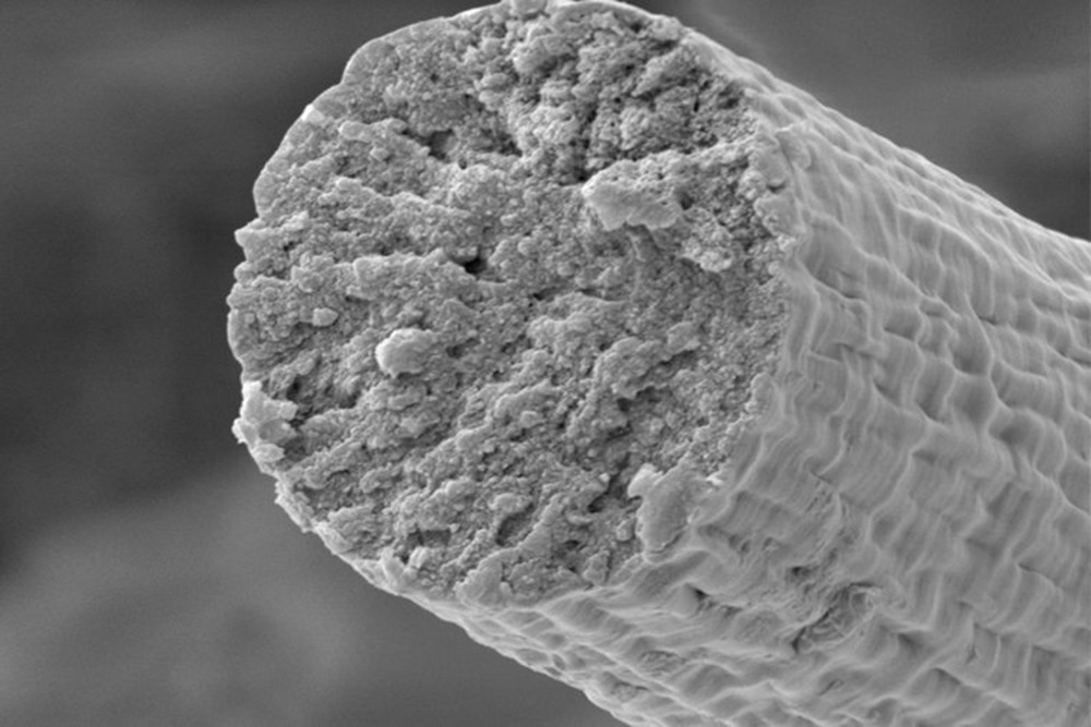 Des microbes entrainés à produire des fibres musculaires utilisées dans la fabrication de vêtements