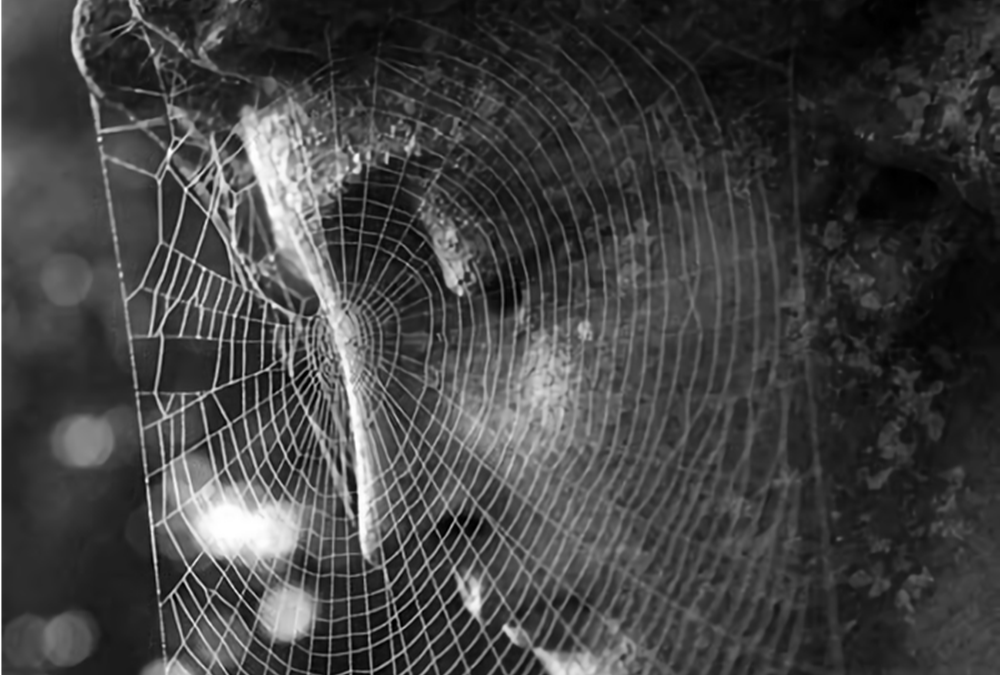 Sur le mythe des propriétés curatives de la soie d’araignée