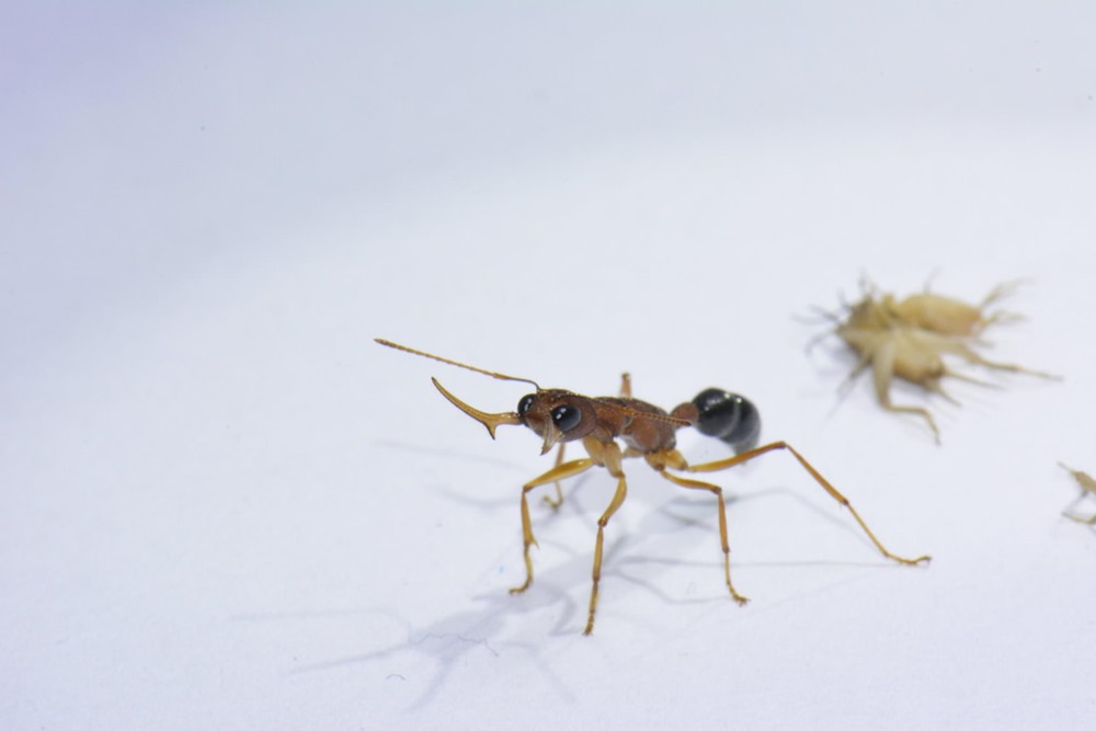 Certaines fourmis ouvrières peuvent modifier leur cerveau pour devenir des reines