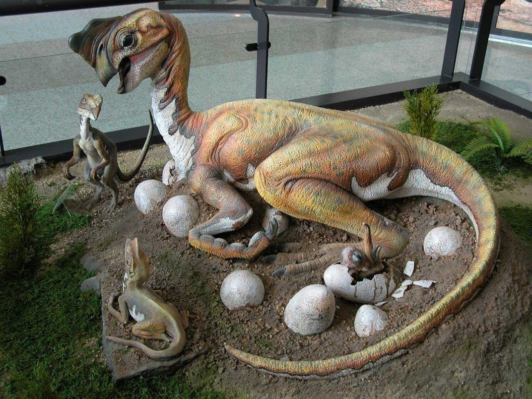 Le premier dinosaure découvert en train de couver des œufs avec des  embryons - Espèces-menacées.fr
