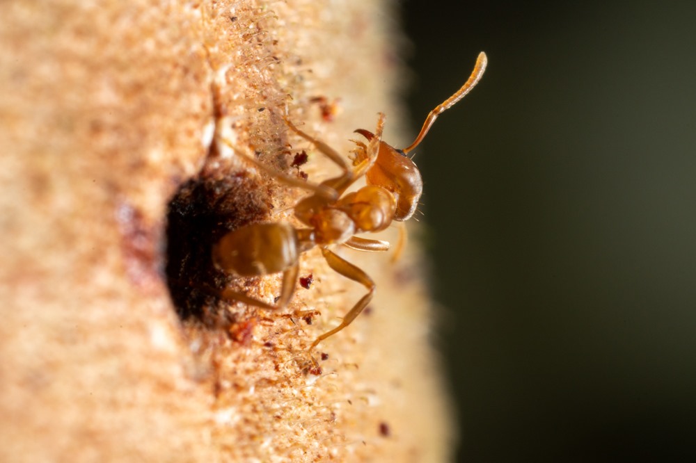 Une fascinante relation symbiotique permet à ces fourmis de "soigner" leur arbre blessé