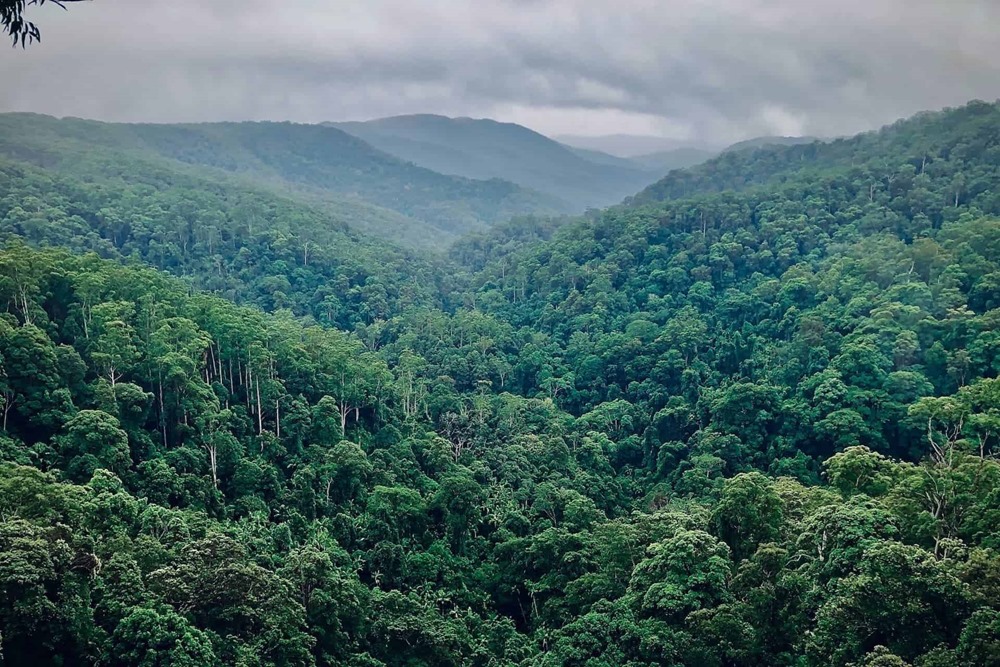 Trouverons-nous, avant qu’elles ne disparaissent, les plus de 9 000 espèces d’arbres que nous n’avons pas encore découvertes ?