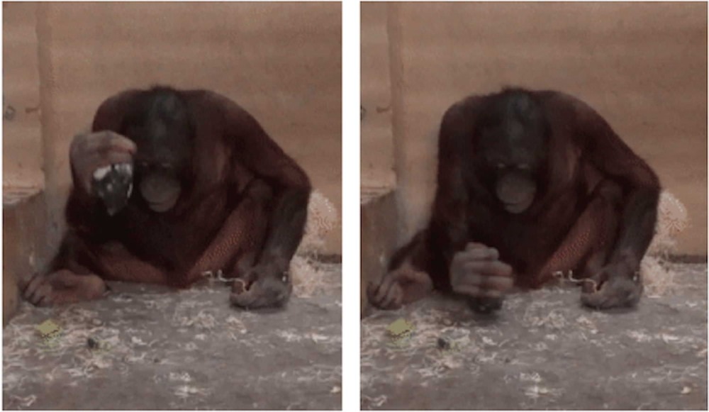 Les orangs-outans pas très loin de l’âge de pierre