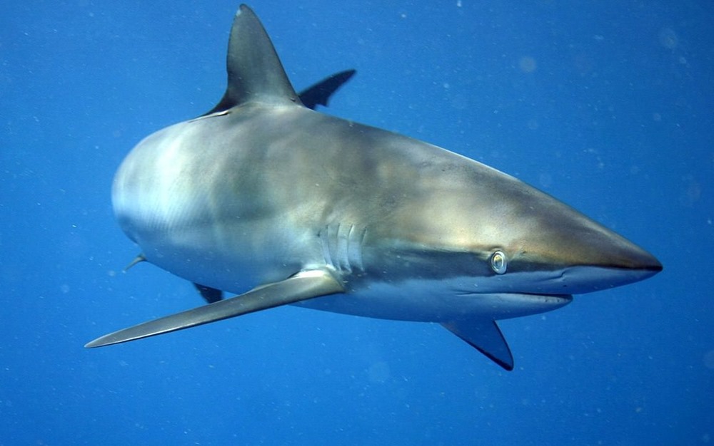 Du requin menacé d’extinction détecté dans de la nourriture pour chien en vente à Singapour