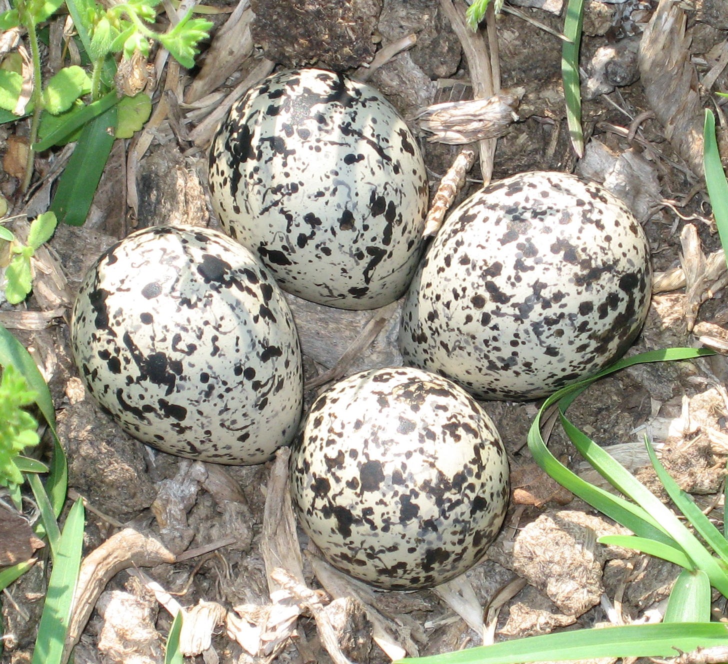 Des dinosaures-oiseaux qui pondaient leurs œufs dans des nids communs -  Sciences et Avenir