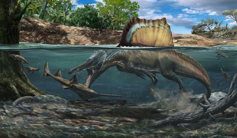 Le plus grand dinosaure carnivore du monde flottait-il ou coulait-il ?