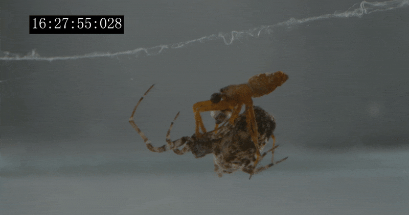 Ces araignées mâles se catapultent pour éviter de devenir le repas de leurs partenaires sexuelles