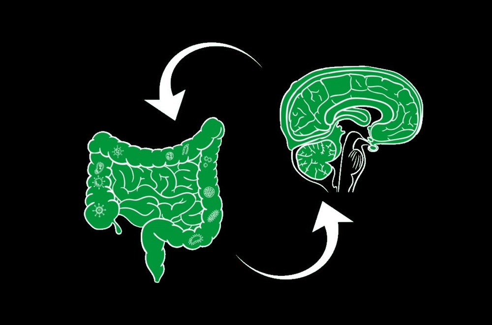 De nouvelles preuves du rôle que les bactéries intestinales pourraient jouer dans la maladie d’Alzheimer