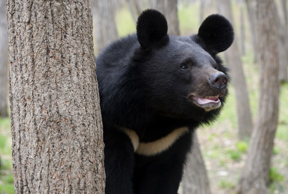 Le sérum d’ours noir en hibernation stimule la masse musculaire dans des cellules humaines