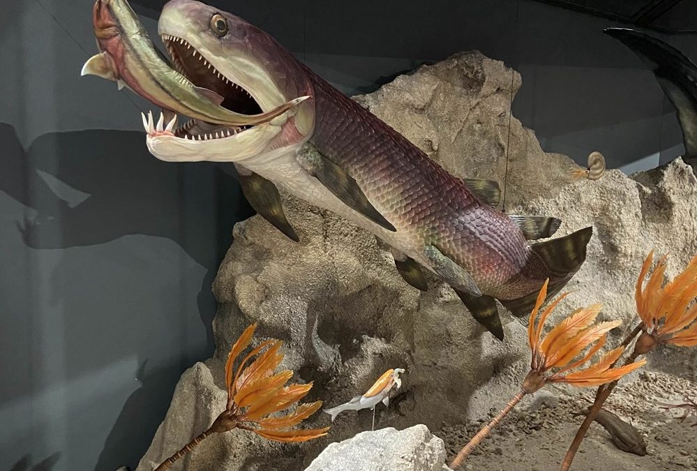Le plus ancien cœur découvert préservé dans un fossile de poisson vieux de 380 millions d’années