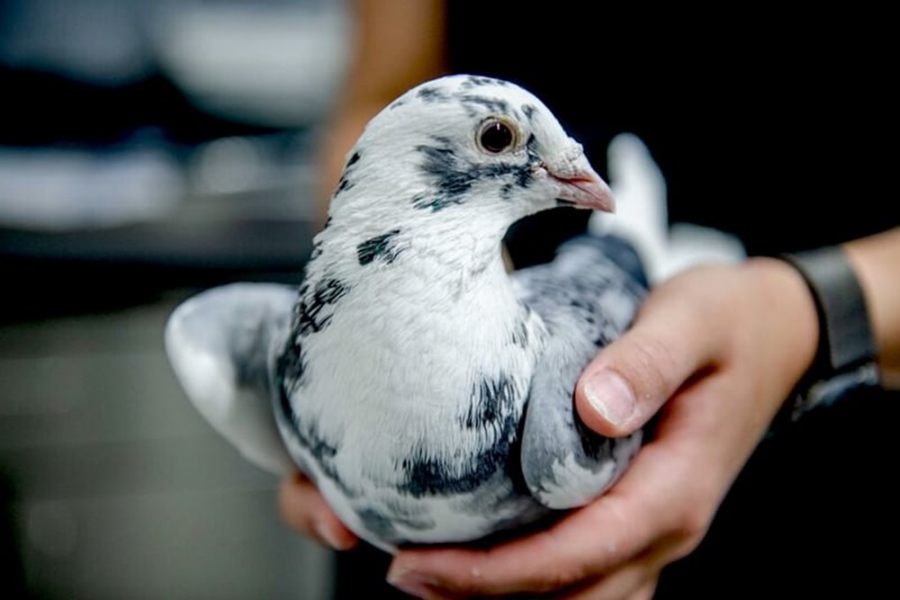 Intelligence compressée : les neurones des oiseaux consomment 3 fois moins d’énergie que ceux des mammifères