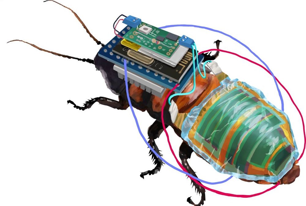 Ce cafard cyborg se rechargent en portant de minuscules panneaux solaires