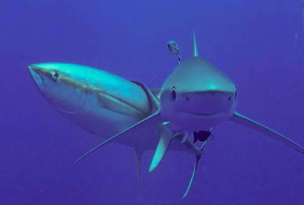 Les thons utilisent les requins pour se gratter le dos malgré le risque d’être mangés